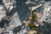 Vulture